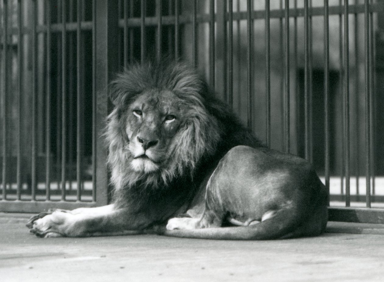 En lejonhane som ligger mot galler i sitt inhägnad, London Zoo, september 1927 av Frederick William Bond