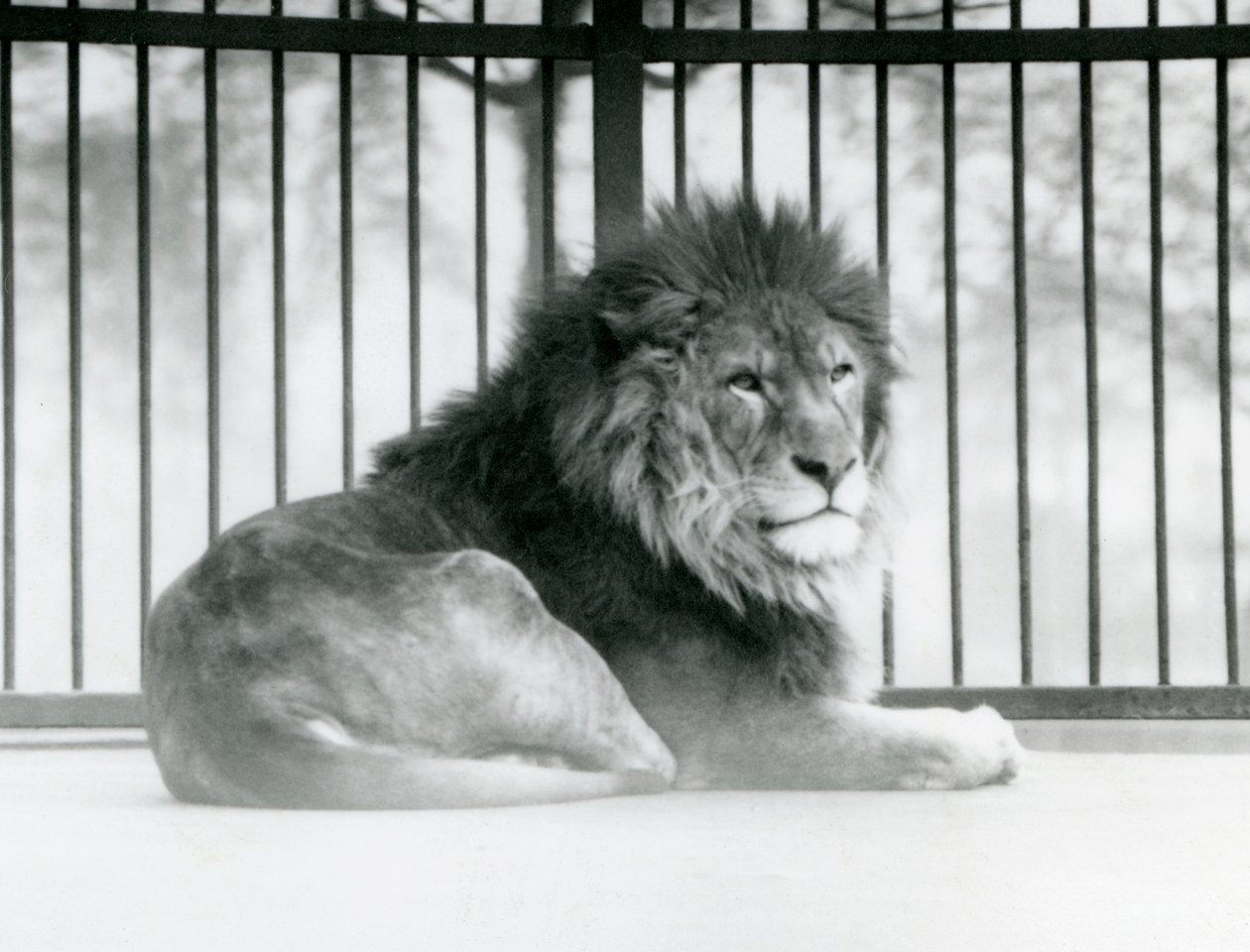 En lejonhane vilar i sitt inhägnad på London Zoo i mars 1925 (s/v foto) av Frederick William Bond