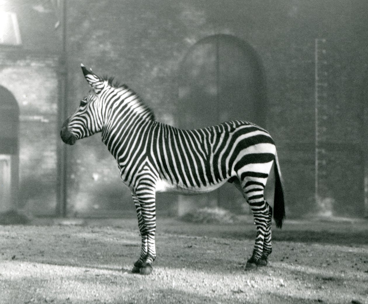 En manlig Mountain Zebra x Hartmanns Mountain Zebra som står i sin hage på London Zoo i september 1927 av Frederick William Bond