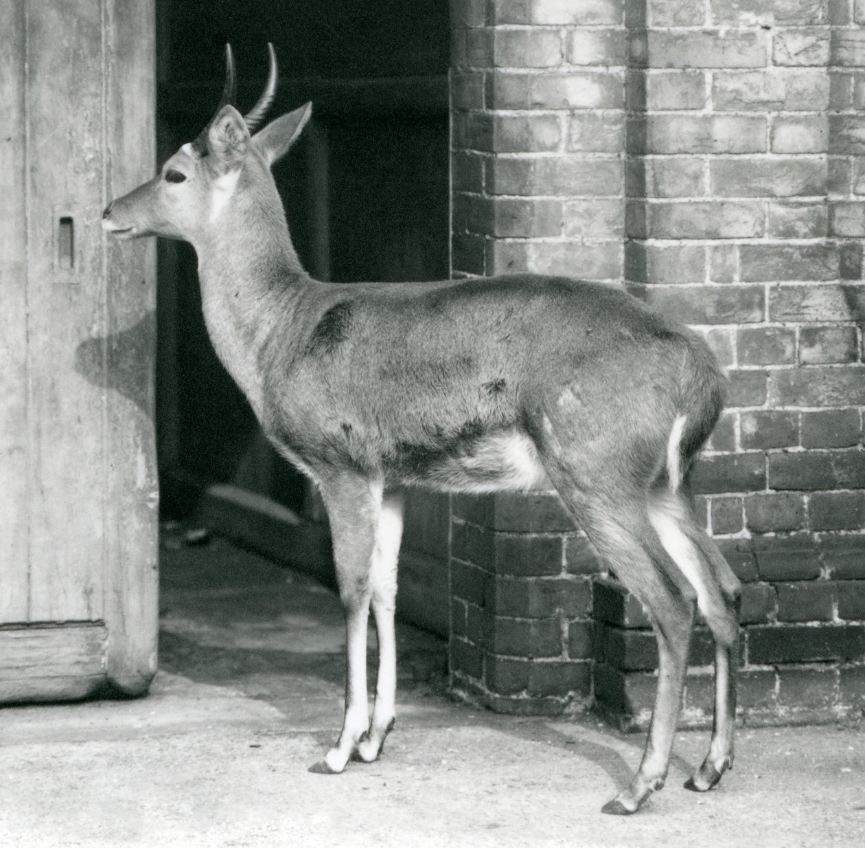 En hane från Southern Common Reedbuck eller Reitbok som står vid dörren till antilophuset, London Zoo, 6 oktober 1927 av Frederick William Bond