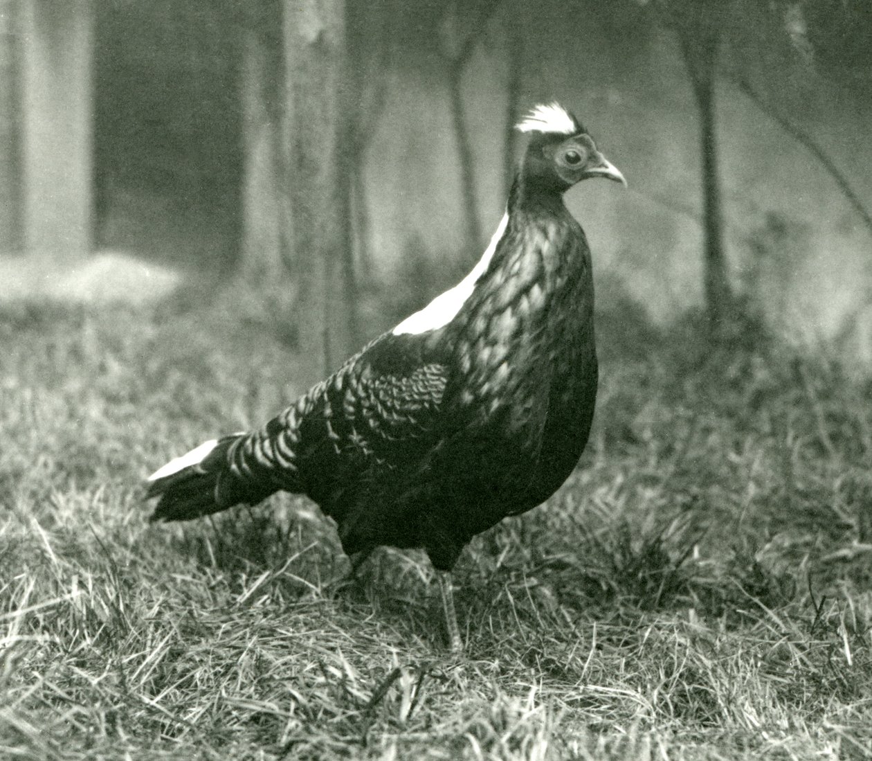 En Swinhoes-fasan hane på London Zoo, september 1923 av Frederick William Bond