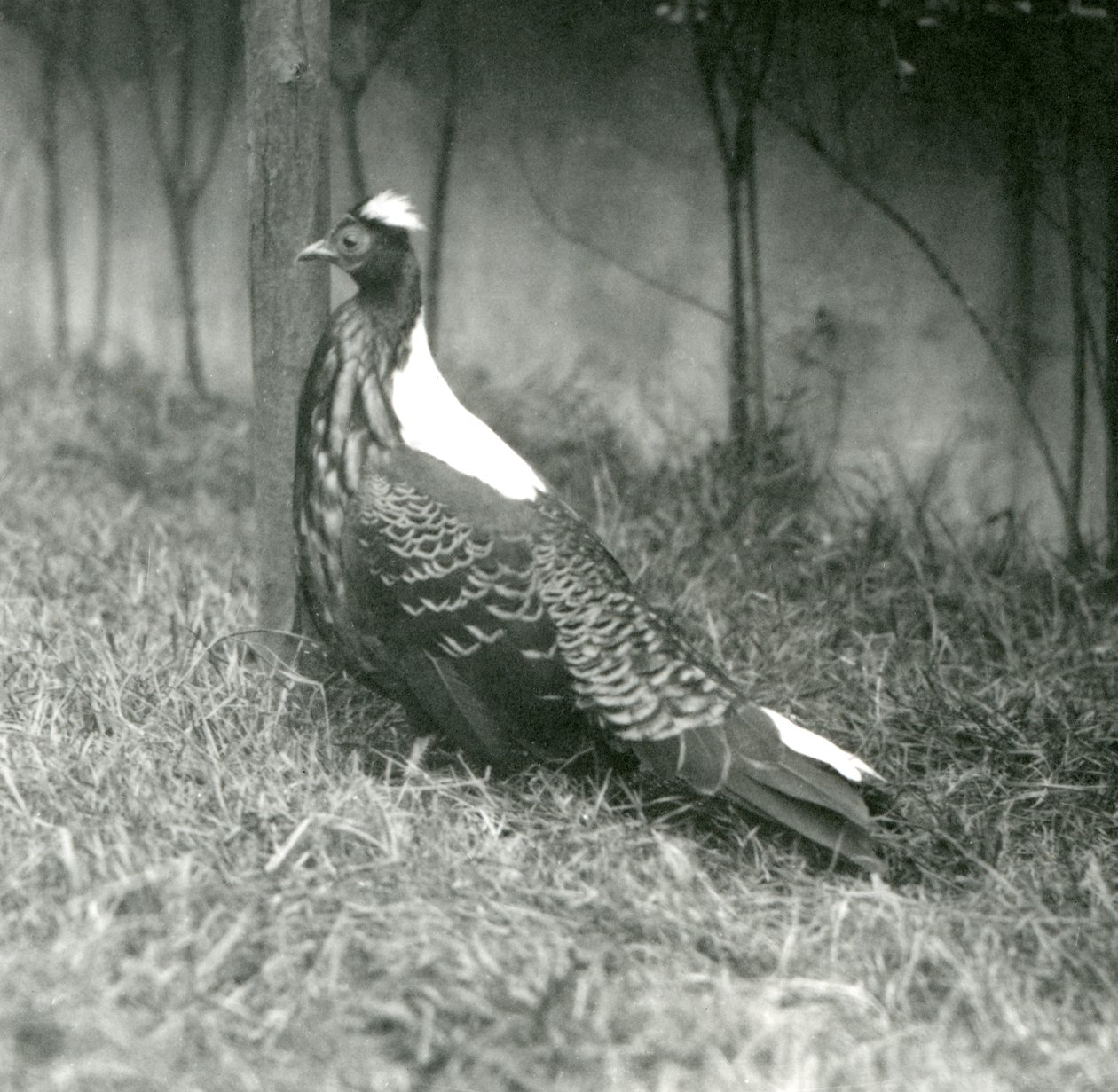 En Swinhoes-fasan hane på London Zoo, september 1923 av Frederick William Bond