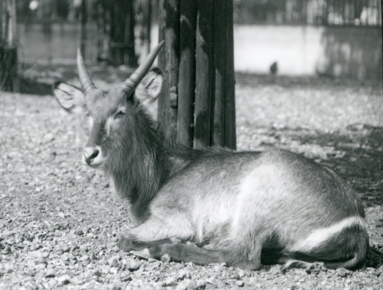 En vattenbock hane, Kobus ellipsiprymnus, sitter i sitt inhägnad på London Zoo, 1920-talet av Frederick William Bond