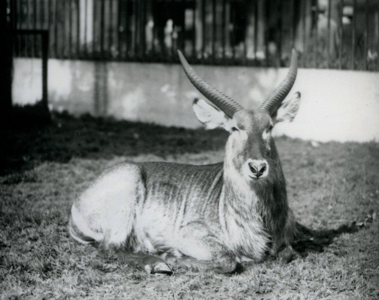 En vattenbock hane liggande på gräset i sin hage på London Zoo 1928 (s/v foto) av Frederick William Bond