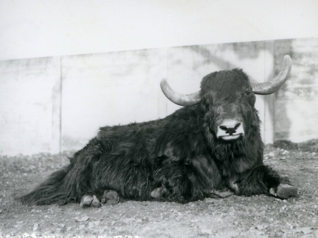 En jakhane som ligger i sitt inhägnad på London Zoo 1928 (s/v foto) av Frederick William Bond