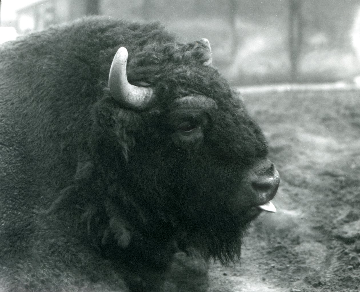 En hane/tjur European Bison, London Zoo, februari 1928 (s/v foto) av Frederick William Bond