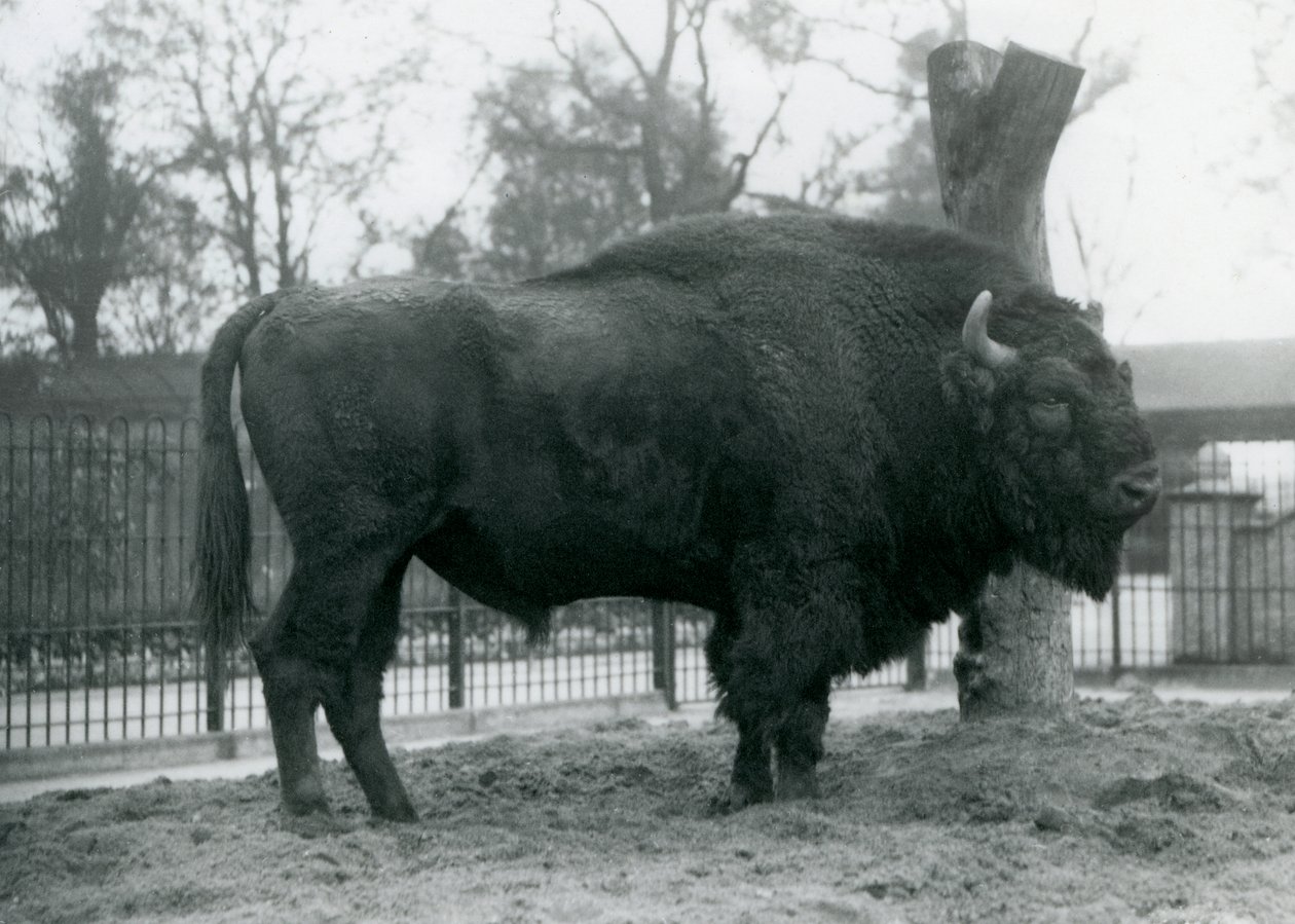 En manlig europeisk bison som står på gräset i sin hage. London Zoo, oktober 1927. De sårbara europeiska bisonerna är också kända som Wisent, eller European Wood Bison. av Frederick William Bond