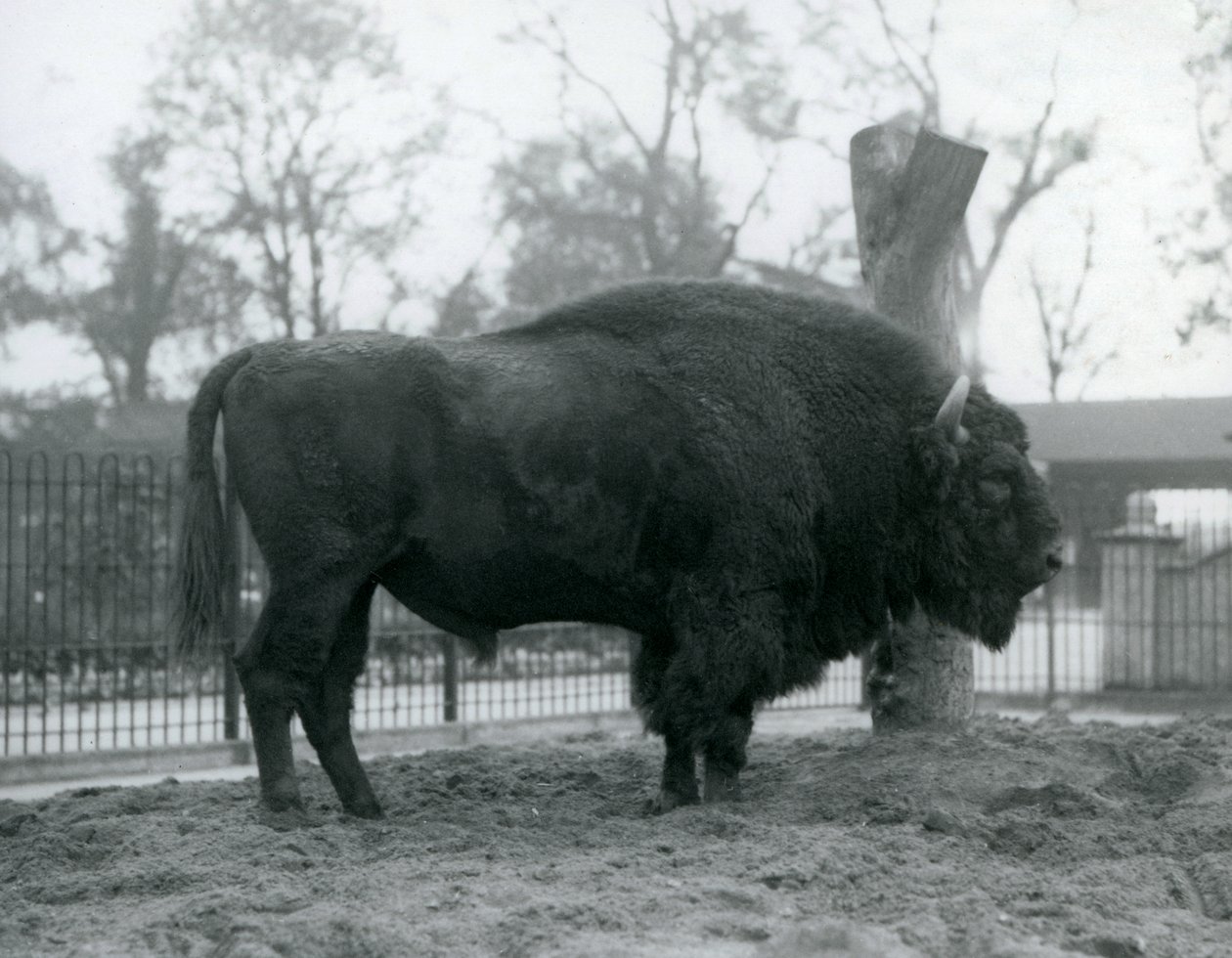 En manlig europeisk bison som står på gräset i sin hage. London Zoo, oktober 1927. De sårbara europeiska bisonerna är också kända som Wisent, eller European Wood Bison. av Frederick William Bond