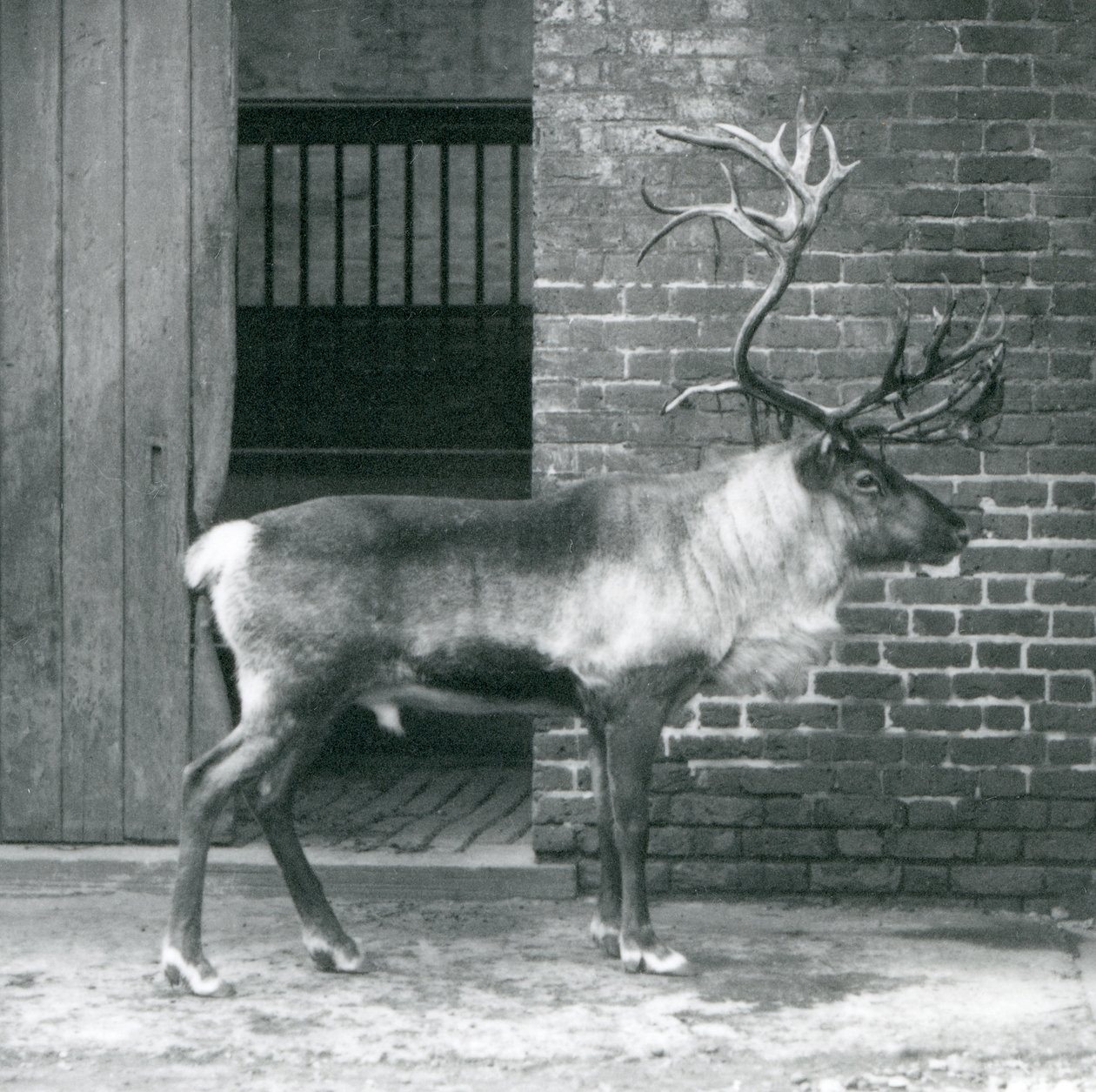En mogen renhjort som står i sin hage på London Zoo 1925 av Frederick William Bond