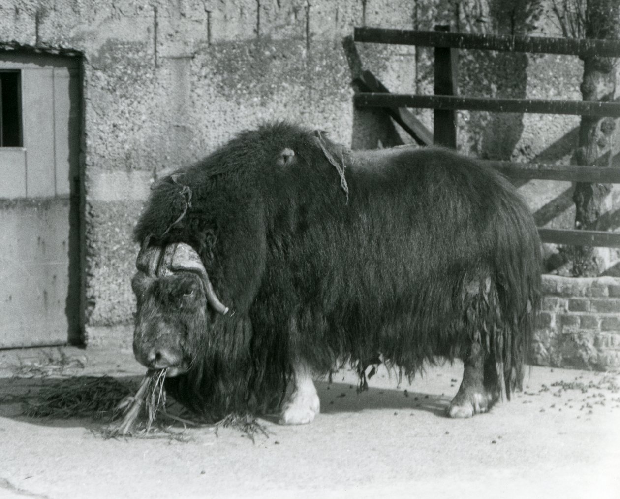 En mogen tjur Muskox, även stavat myskoxe och myskoxe stående, äter i sin hage på London Zoo 1931 (s/v foto) av Frederick William Bond