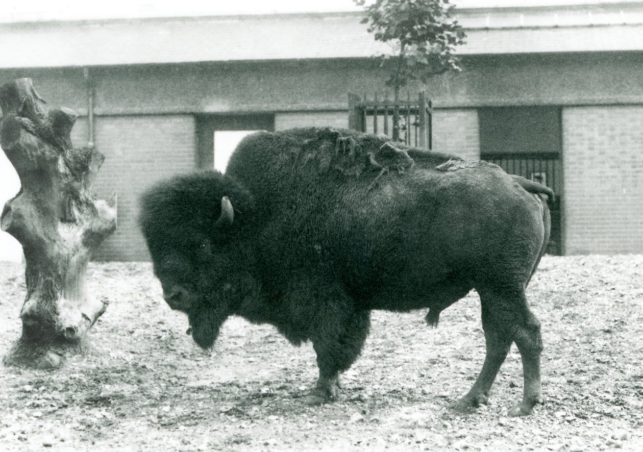 En nära hotad amerikansk Bison Buffalo-tjur som står i sin hage, London Zoo, 1927 av Frederick William Bond