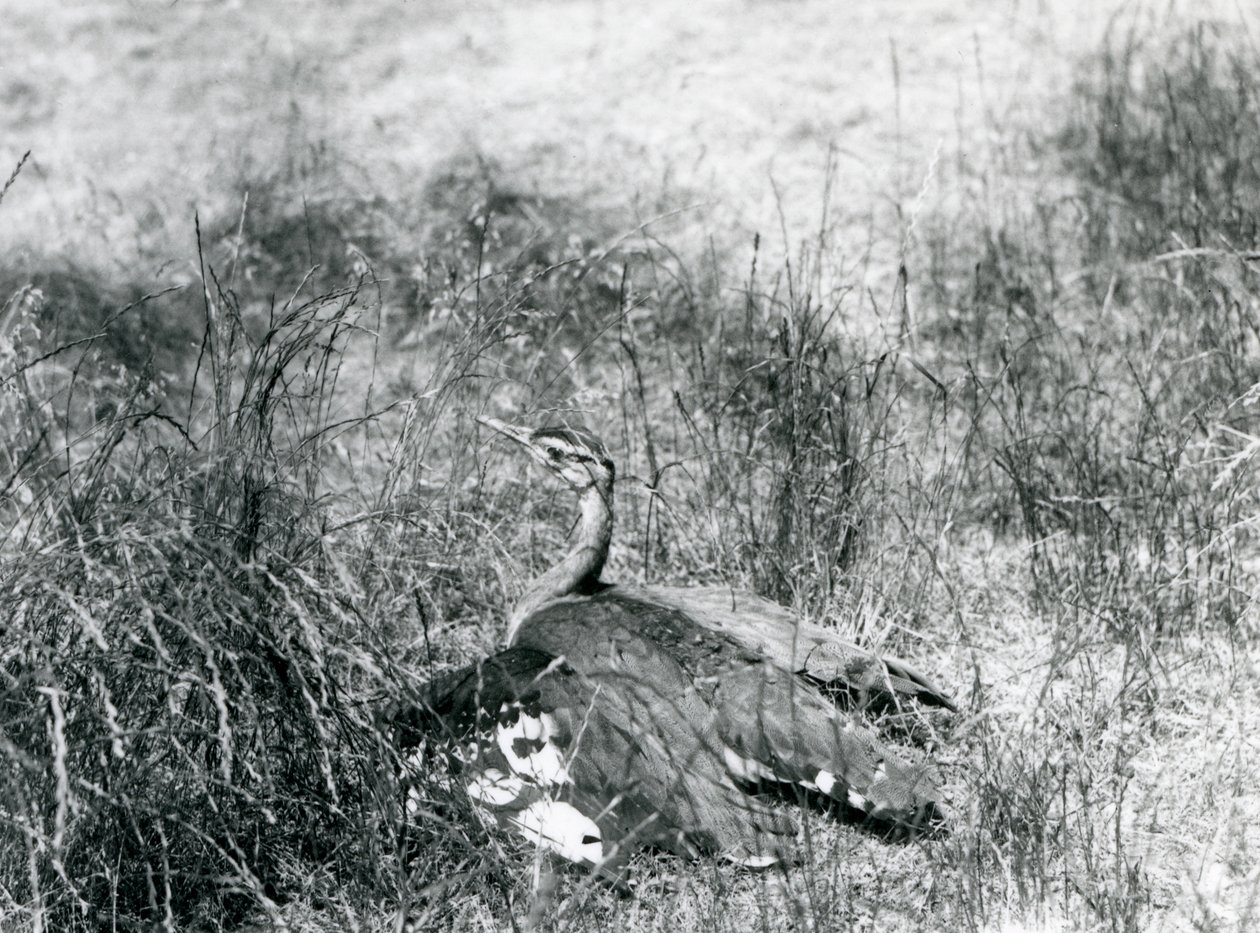 En närapå hotad arabbustard breder ut sina vingar, nära marken, bland en fläck med långt gräs, London Zoo, juli 1925 av Frederick William Bond