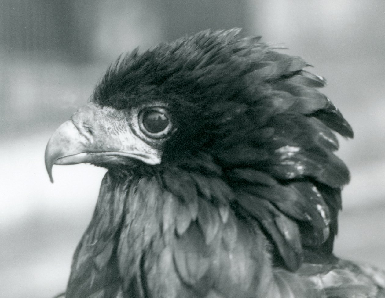 En nästan hotad Bateleur Eagle på London Zoo 1927 av Frederick William Bond