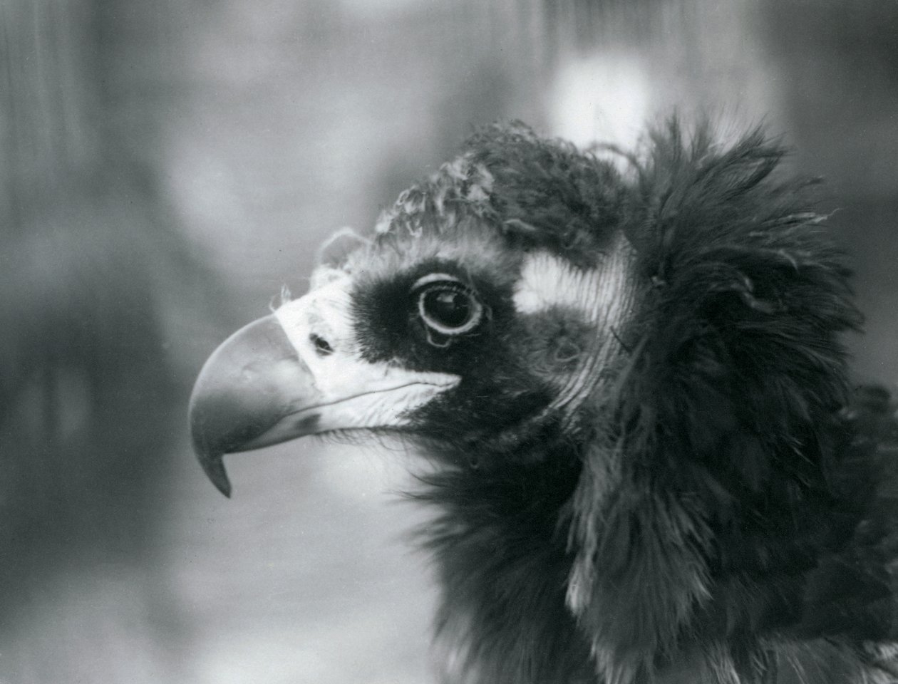 En nästan hotad gam på London Zoo, 1927 av Frederick William Bond