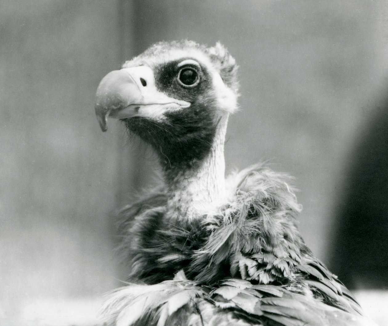 En nästan hotad gam vid London Zoo, juli 1926 av Frederick William Bond