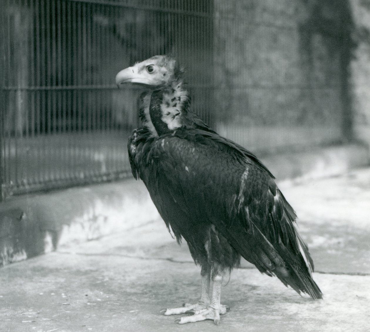En nästan hotad gam som står på London Zoo, 1927 av Frederick William Bond
