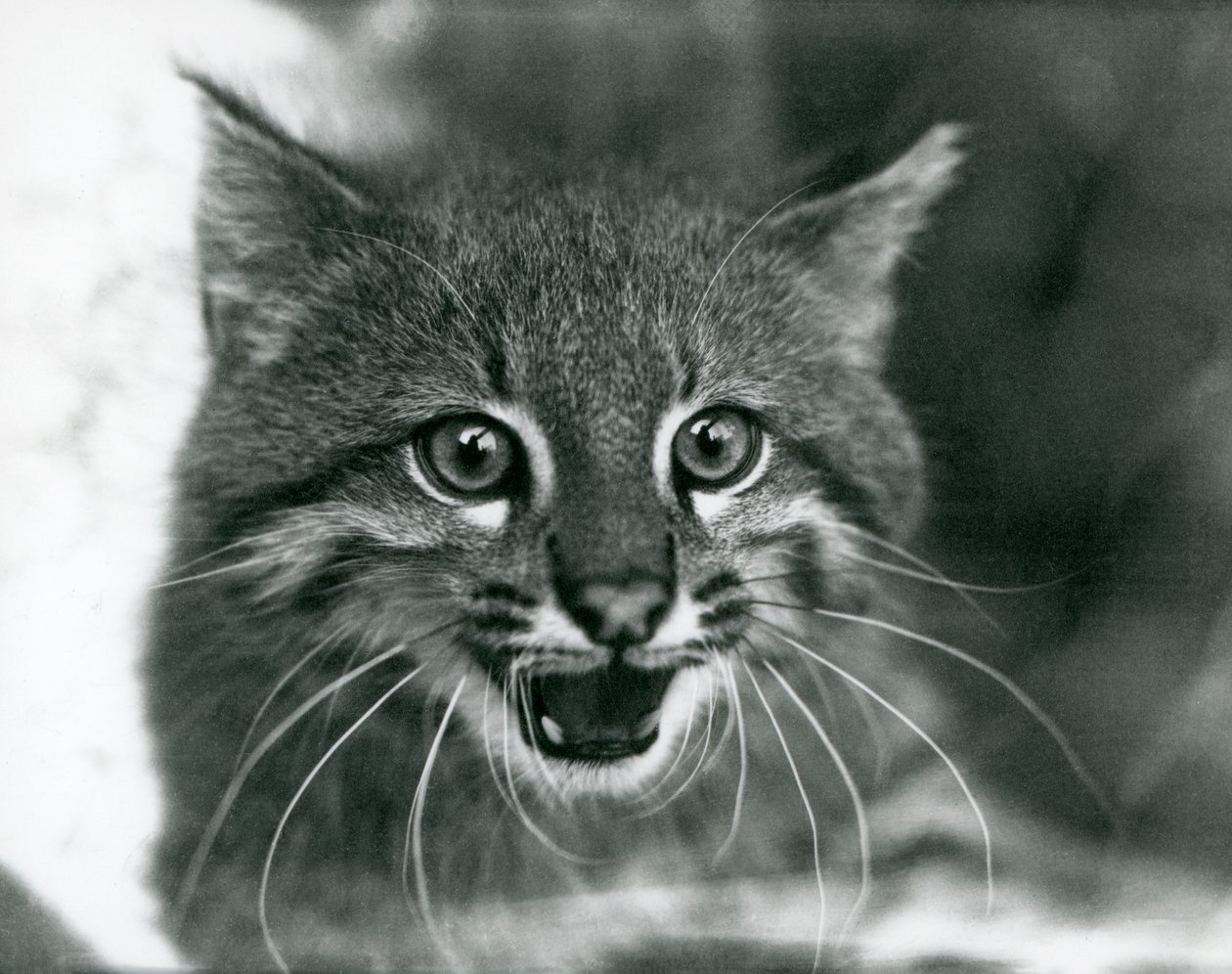 En nära hotad Pampas Cat/Pantanal Cat/Colocolo på London Zoo 1929 (s/v foto) av Frederick William Bond