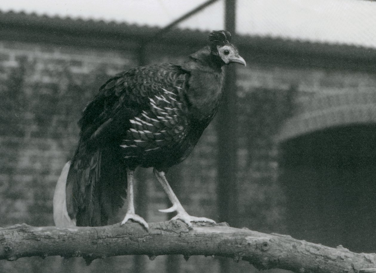 En nära hotad Viellots fireback, eller Crested fireback, stående på en gren, London Zoo, 1927 av Frederick William Bond