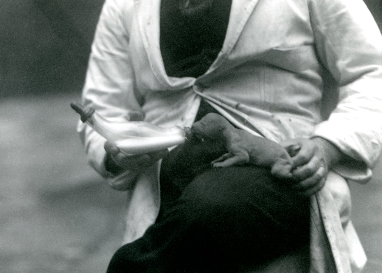 En nyfödd lejonunge som matas på flaska av sin djurhållare, London Zoo, 1923 av Frederick William Bond