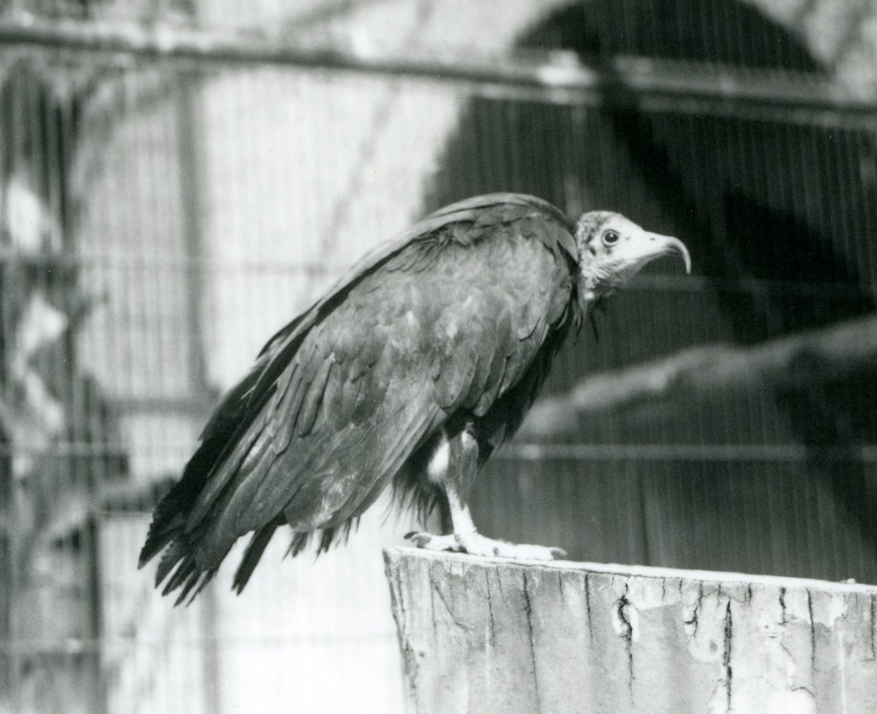 En nu kritiskt hotad huvgam som står på en stock, London Zoo, september 1925 av Frederick William Bond