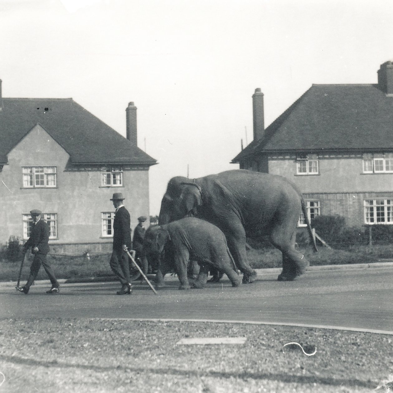 Ett par indiska elefanter som går från Tilbury till ZSL Whipsnade av Frederick William Bond