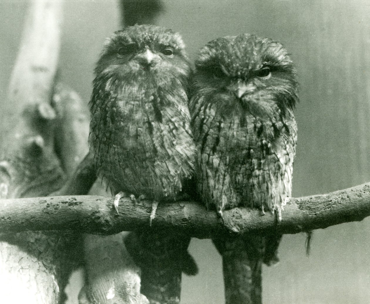 Ett par Tawny Frogmouths sitter på en gren på London Zoo 1924 av Frederick William Bond