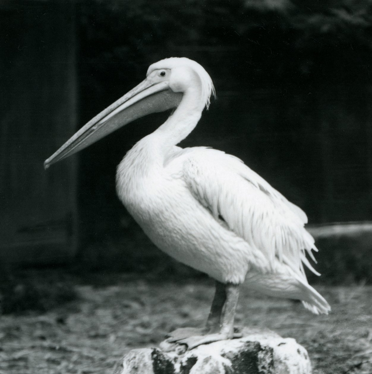 En pelikan som står på en stubbe på London Zoo i september 1925 av Frederick William Bond