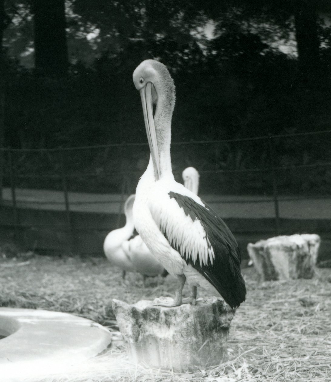 En pelikan som står på en stubbe och putsar nacken på London Zoo i september 1925 av Frederick William Bond