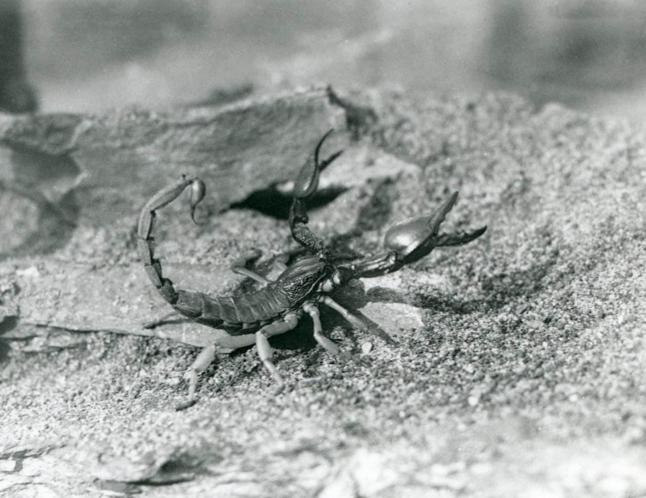 En skorpion på London Zoo 1929 (s/v foto) av Frederick William Bond