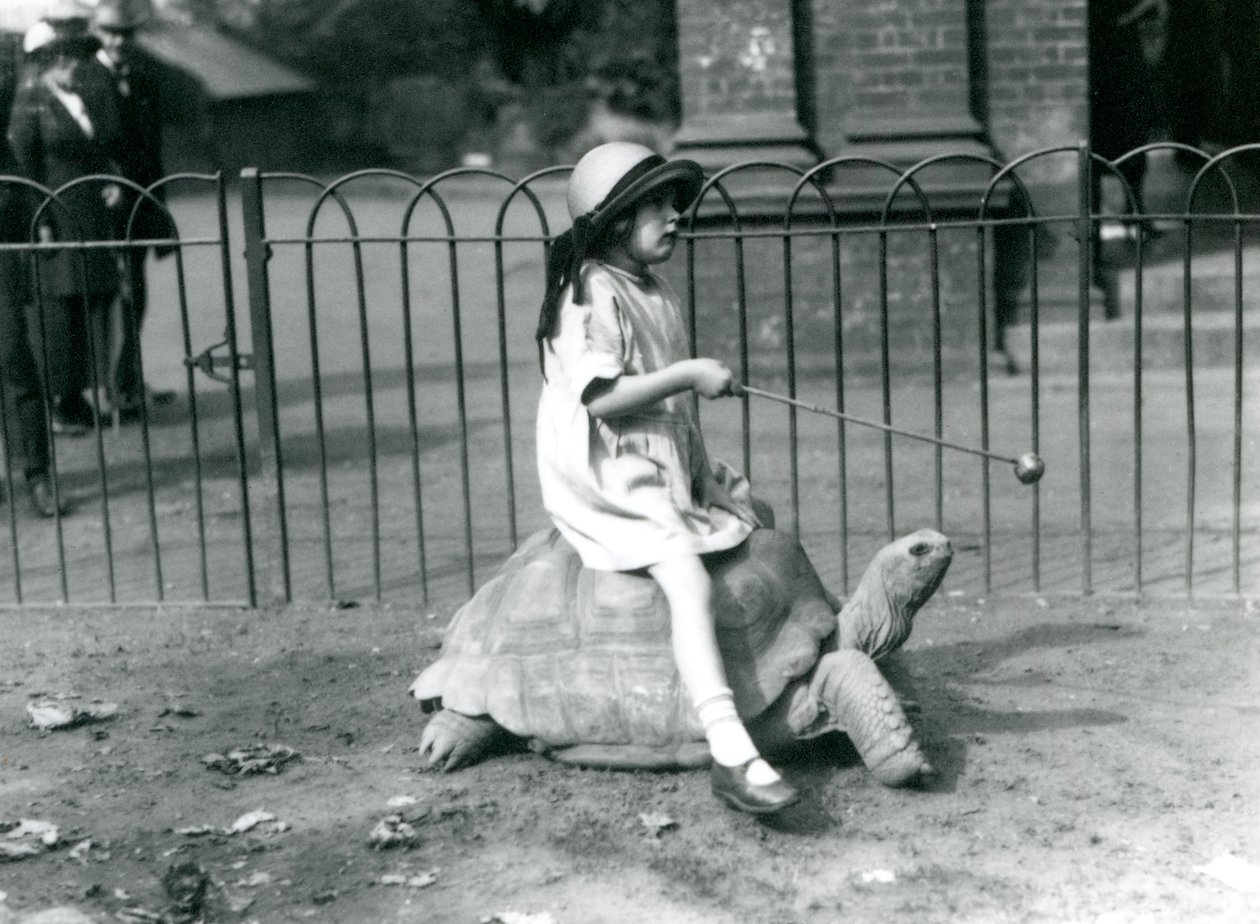En liten flicka, Betty, håller fram en pinne med ett äpple på änden för att leda jättesköldpaddan hon rider, London Zoo, 1924 av Frederick William Bond