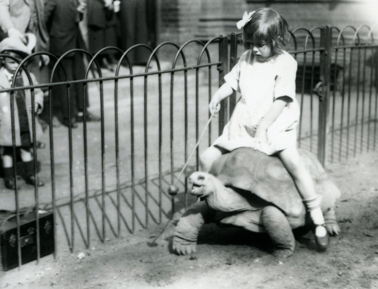 En liten flicka, Betty, håller fram en pinne med ett äpple på änden för att leda jättesköldpaddan hon rider, London Zoo, 1924 av Frederick William Bond