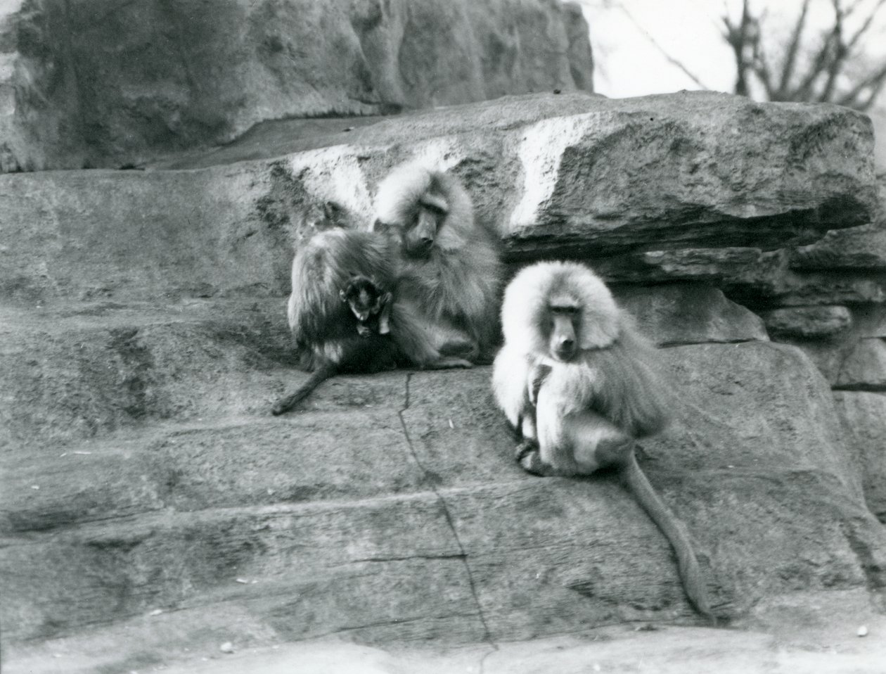 En liten grupp på tre vuxna och en baby Heliga Babianer, bland klipporna på "Monkey Hill", London Zoo av Frederick William Bond
