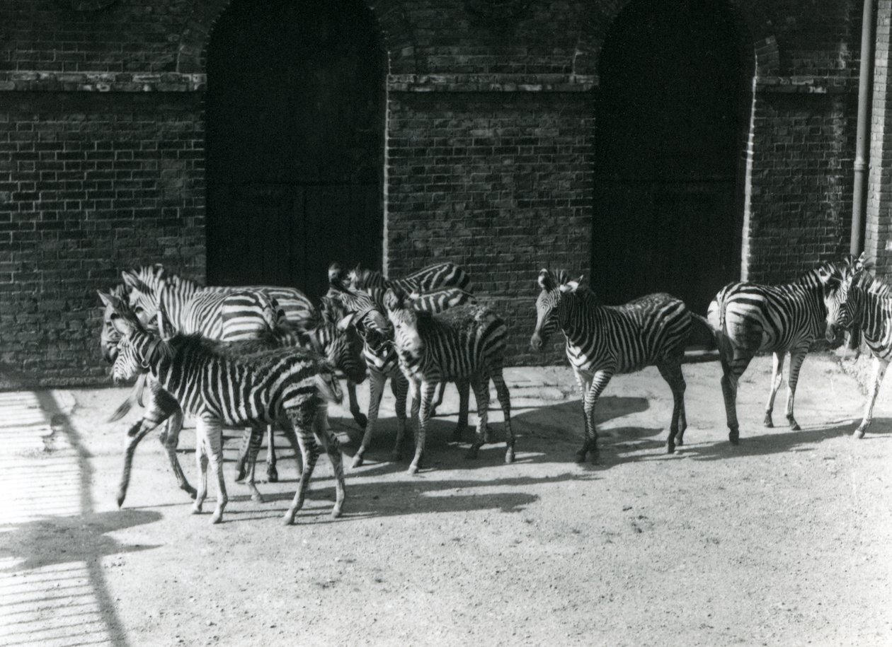 En liten flock Chapmans Zebra på London Zoo 1924 av Frederick William Bond