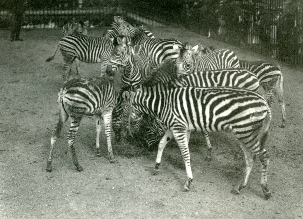 A small herd of Chapmans Zebra, including young, London Zoo in 1923  av Frederick William Bond