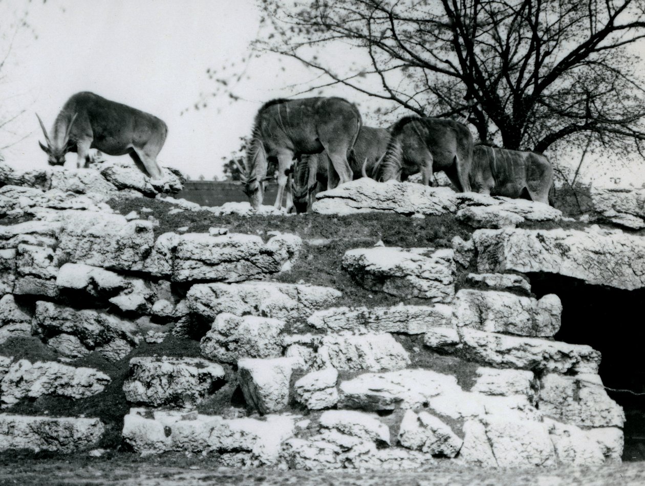 En liten flock eland som betar bland klipporna i ElandAntelope Paddock vid London Zoo i juni 1925 av Frederick William Bond