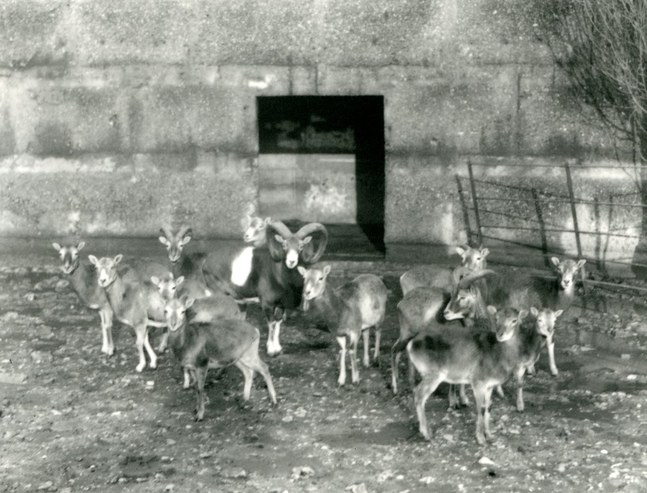 En liten flock Mouflon på London Zoo i november 1926 av Frederick William Bond