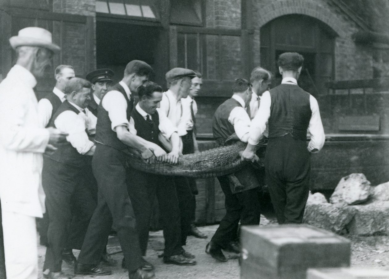 Ett team av män bär en Alligator övervakad av Sir Peter Chalmers Mitchell, London Zoo, 1924 av Frederick William Bond