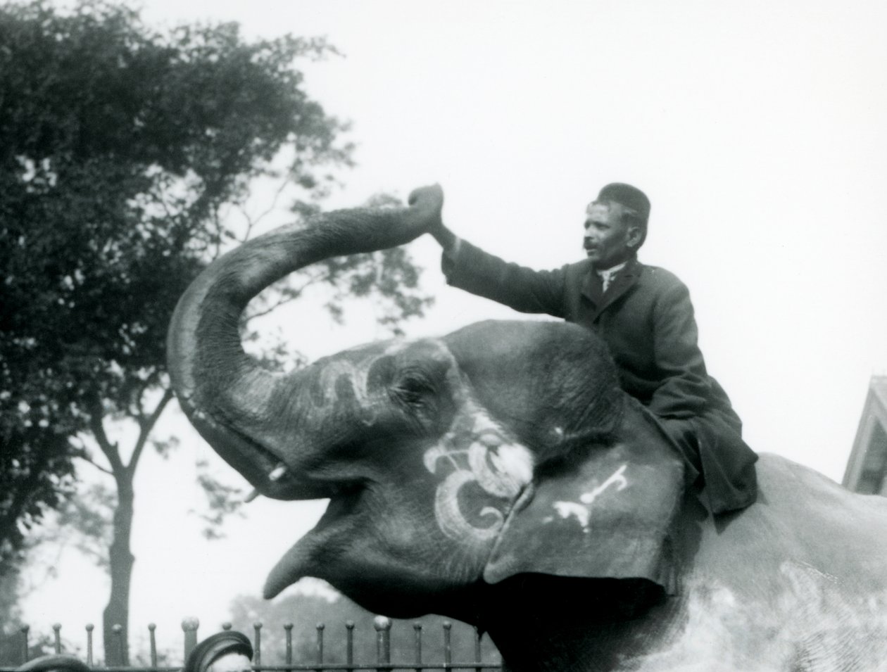 En tränare som sitter på halsen på en dekorerad indisk elefant medan han sträcker sig framåt för att hålla änden av dess uppåtvända snabel, London Zoo, 1927 av Frederick William Bond