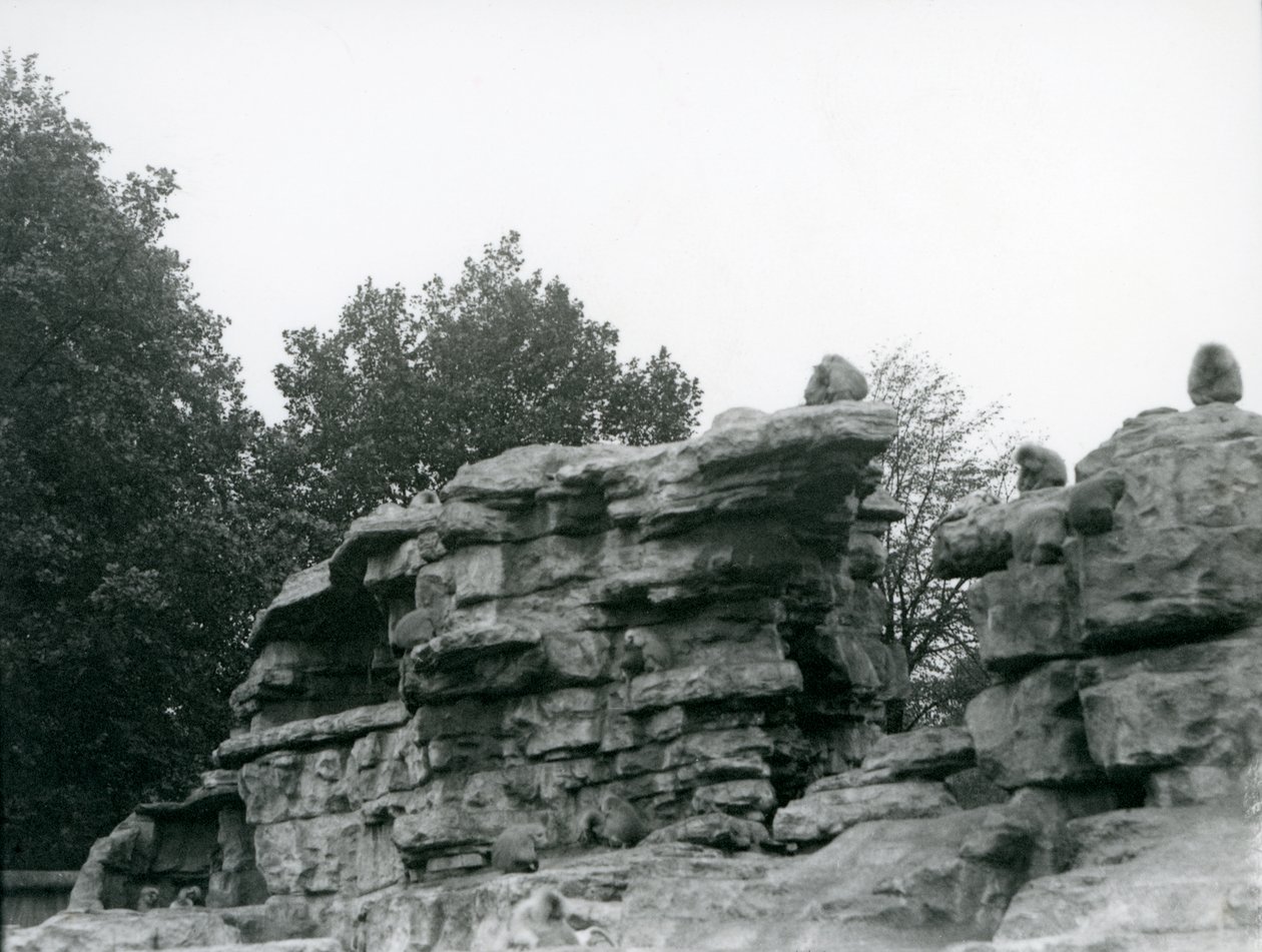 En trupp heliga babianer bland klipporna på "Monkey Hill", London Zoo av Frederick William Bond