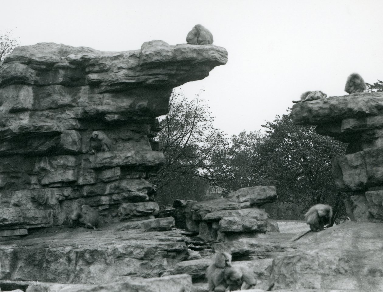 En trupp heliga babianer bland klipporna på "Monkey Hill", London Zoo av Frederick William Bond