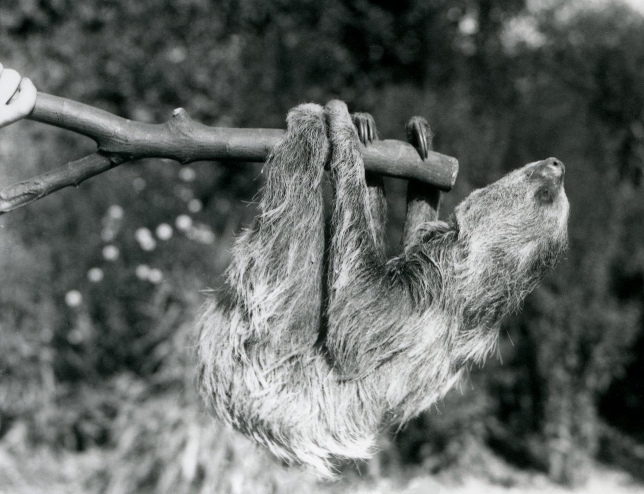 En sengångare med två tår som hänger från en avskuren gren, som hålls av en djurhållare, London Zoo, september 1925 av Frederick William Bond