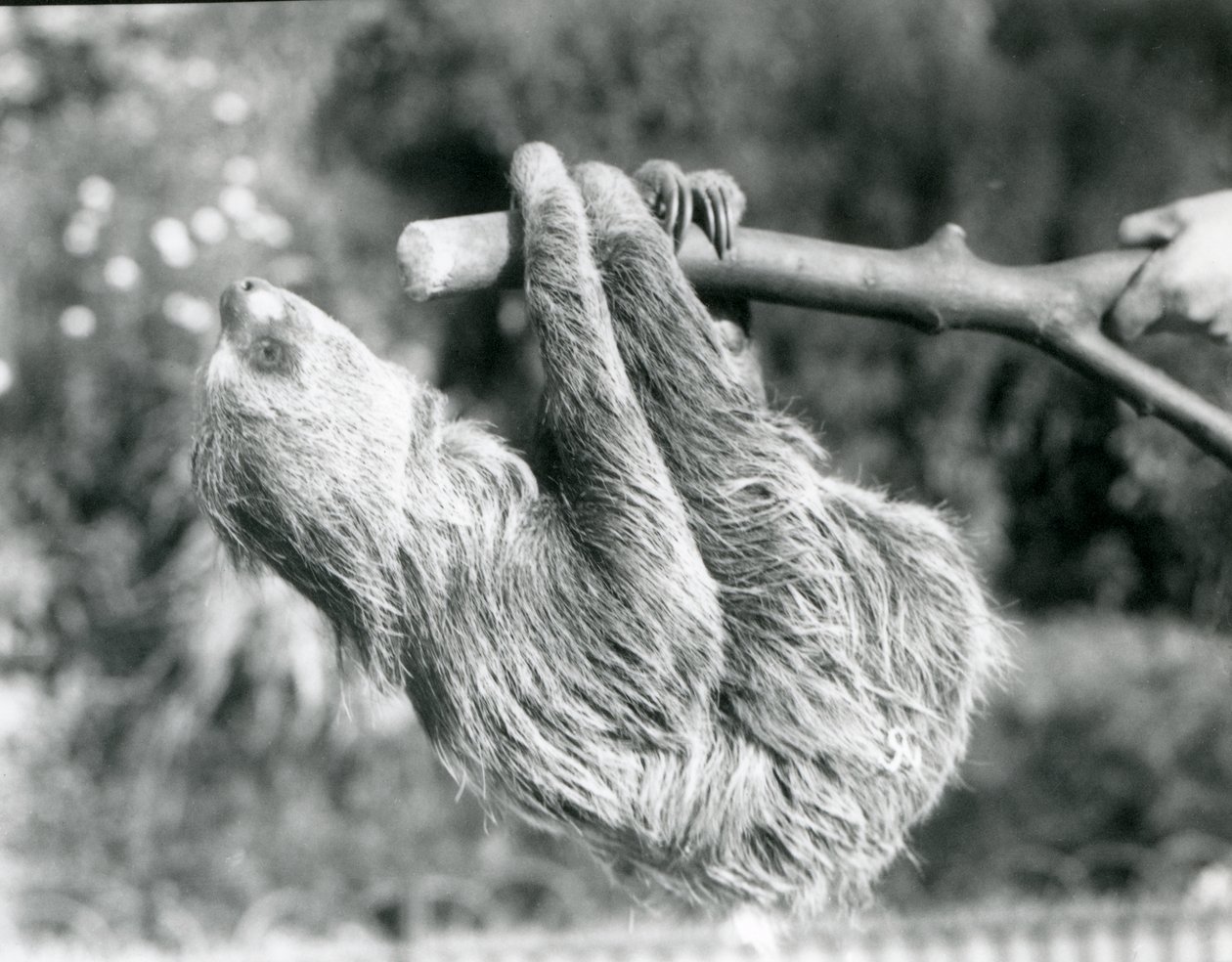 En sengångare med två tår som hänger från en avskuren gren, som hålls av en djurhållare, London Zoo, september 1925 av Frederick William Bond