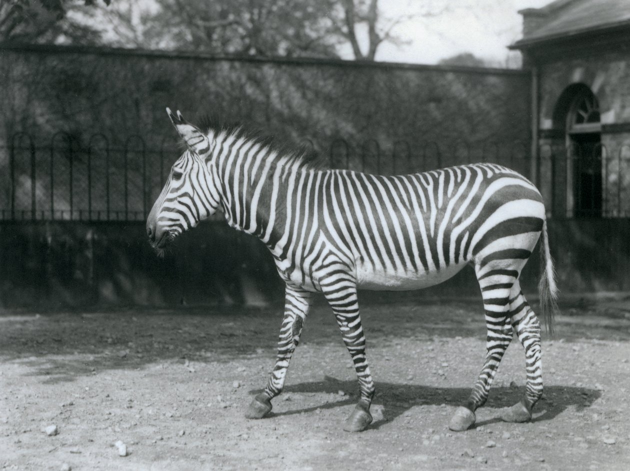 En sårbar Hartmans zebra som står i sin hage på London Zoo av Frederick William Bond