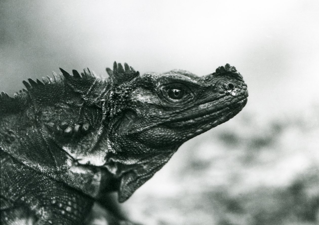 En sårbar Sailfin Lizard på London Zoo 1928 (s/v foto) av Frederick William Bond