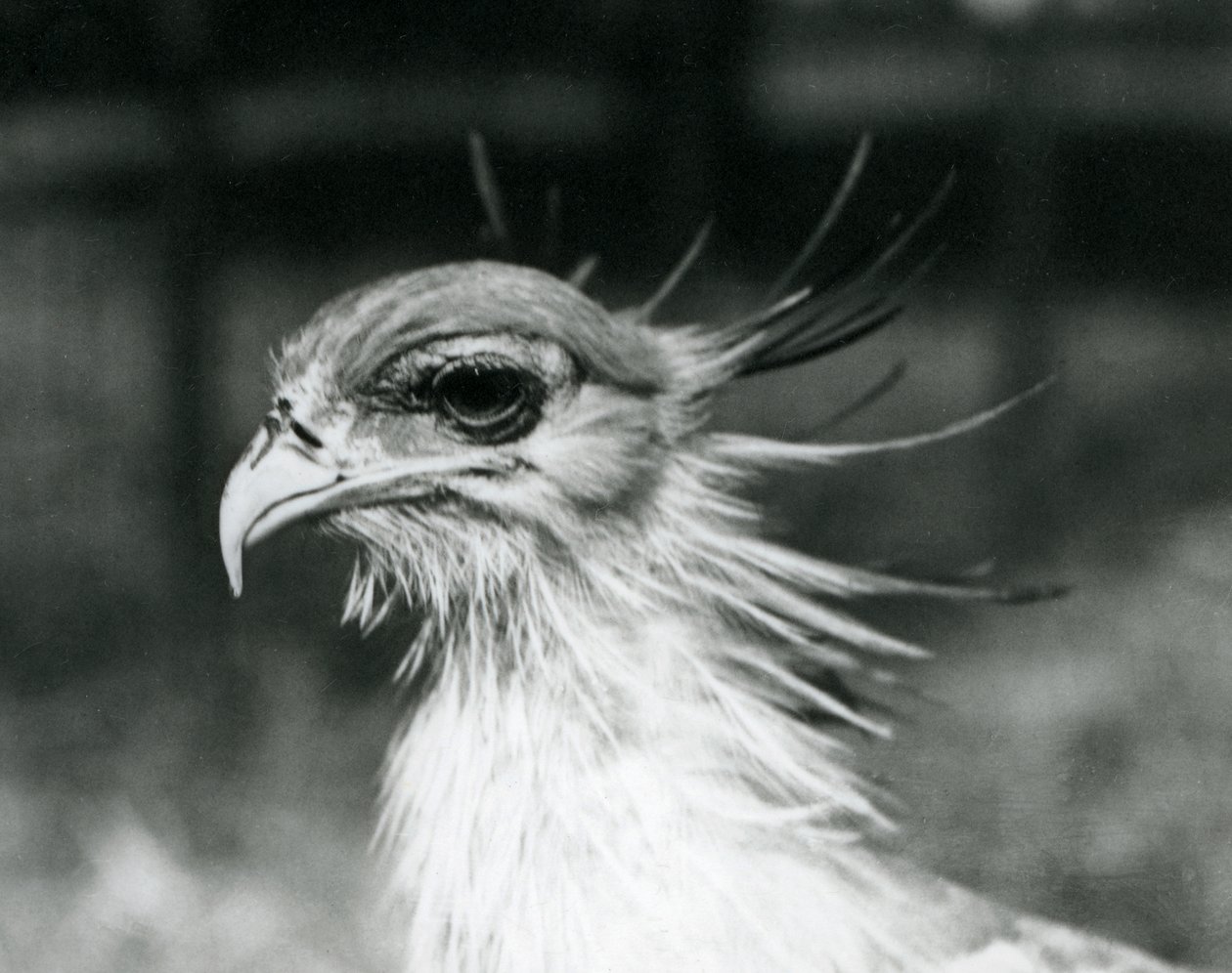En sårbar Secretary Bird eller Secretarybird, på London Zoo 1928 (s/v foto) av Frederick William Bond