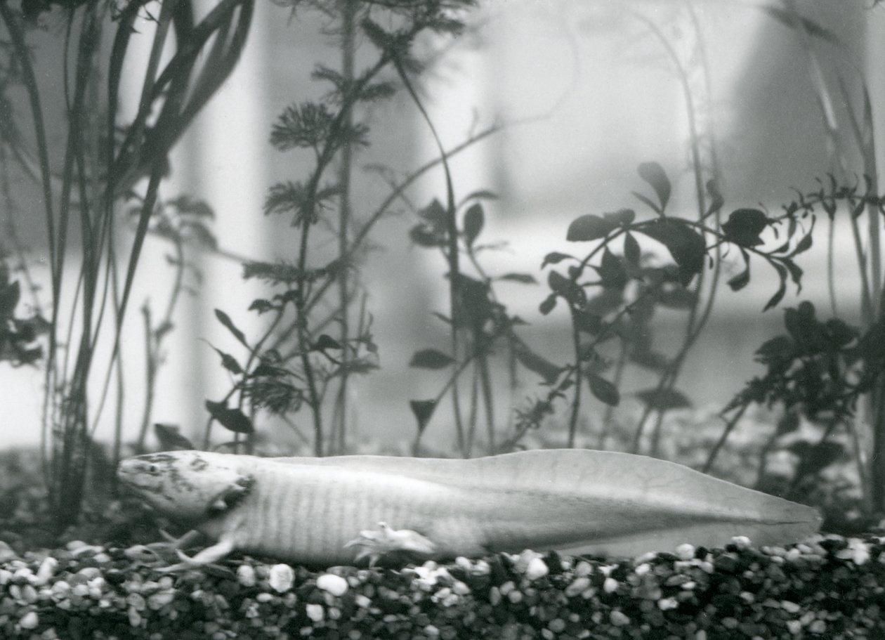 En vit Axolotl / mexikansk salamander vilande på grus på golvet i en tank på London Zoo 1928 (s/v foto) av Frederick William Bond