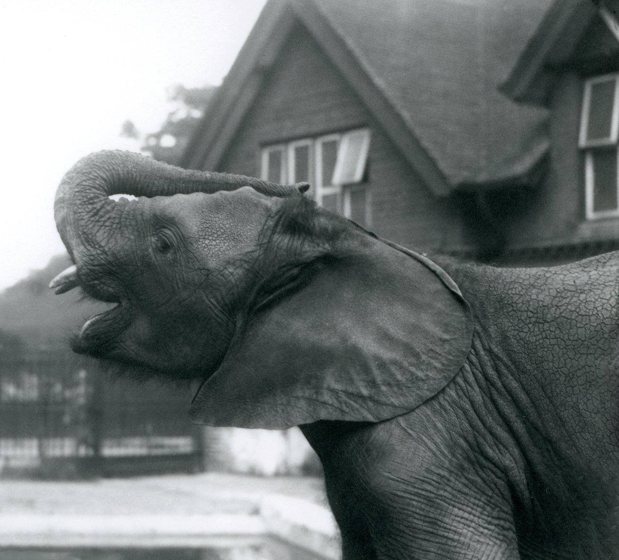 En ung afrikansk elefant med snabeln upphöjd på pannan, London Zoo, augusti 1925 av Frederick William Bond