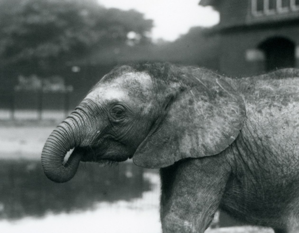 En ung afrikansk elefant med snabeländen i munnen, London Zoo, augusti 1925 av Frederick William Bond