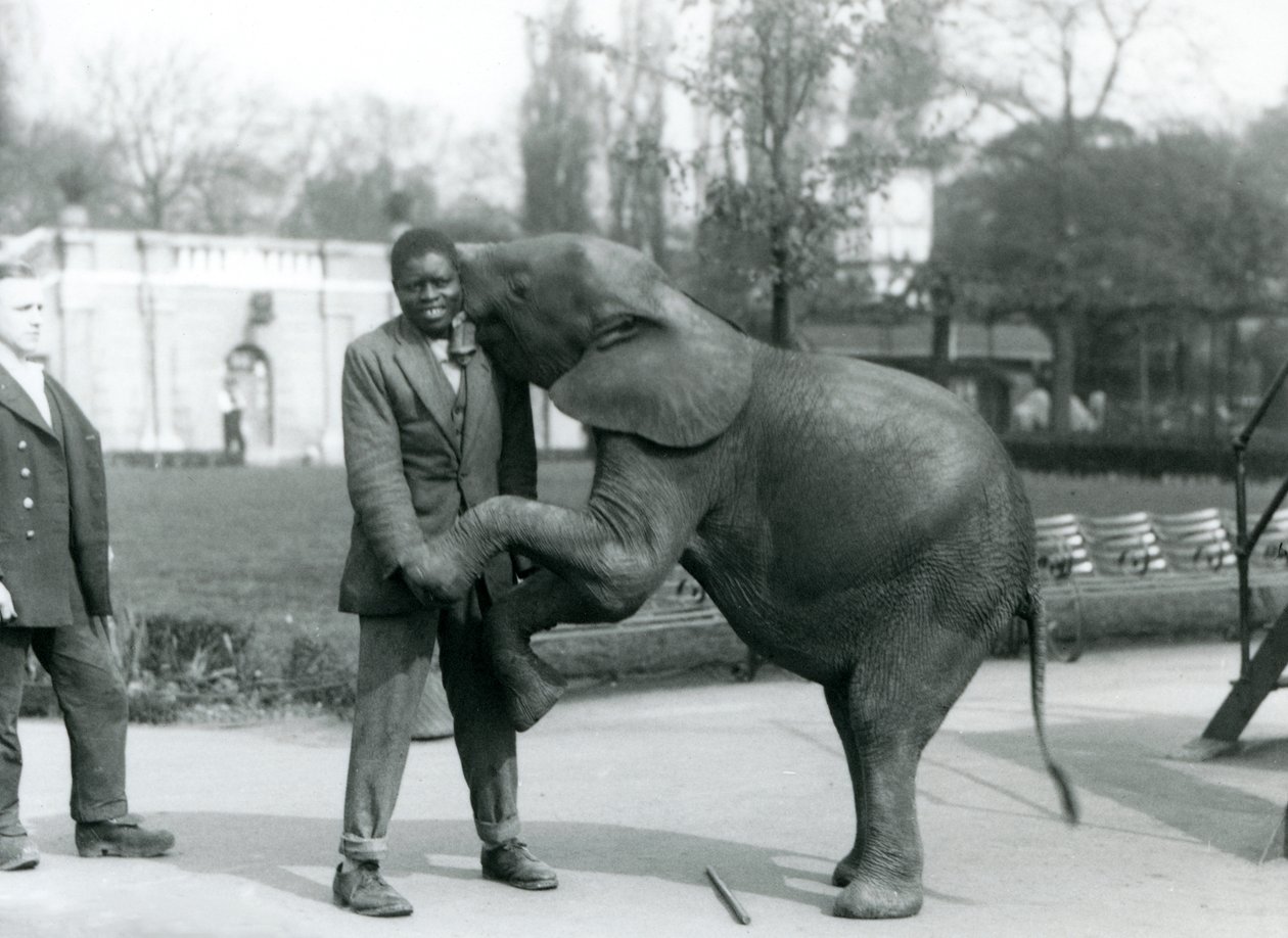 En ung afrikansk pygméelefant står på bakbenen för att omfamna sin afrikanska tränare, medan målvakten tittar på, London Zoo, juli 1925 av Frederick William Bond
