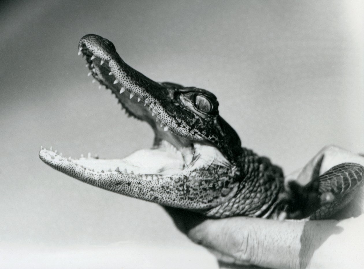 En ung alligator som hölls runt halsen av sin djurhållare, London Zoo, augusti 1928 (s/v foto) av Frederick William Bond